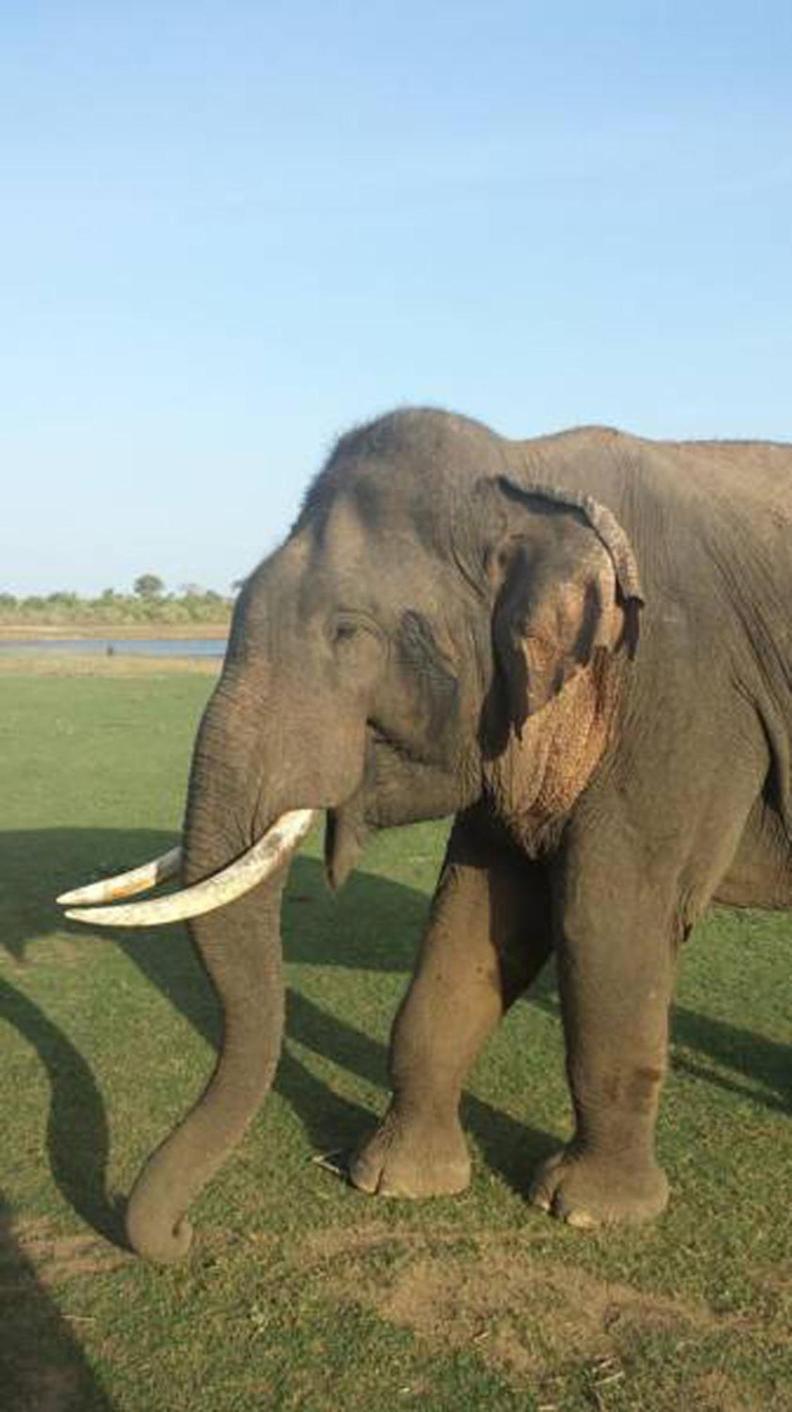 Share Safari House Udawalawe Panzió Kültér fotó
