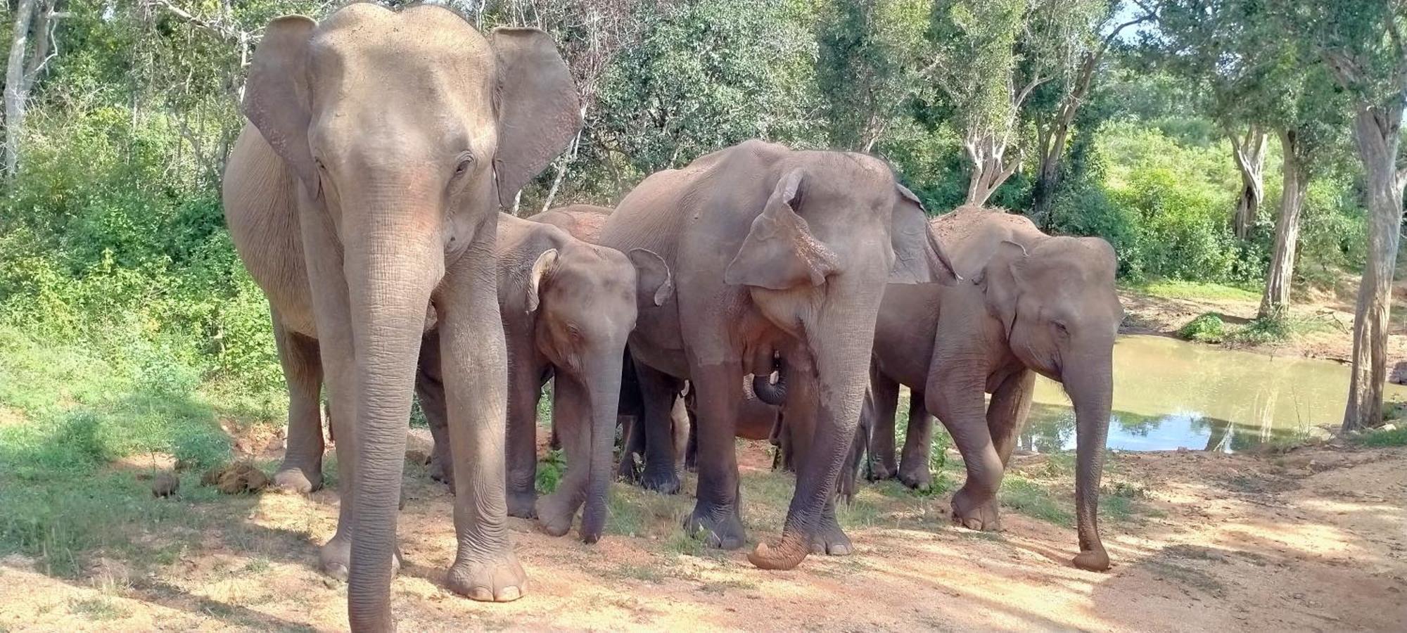 Share Safari House Udawalawe Panzió Kültér fotó