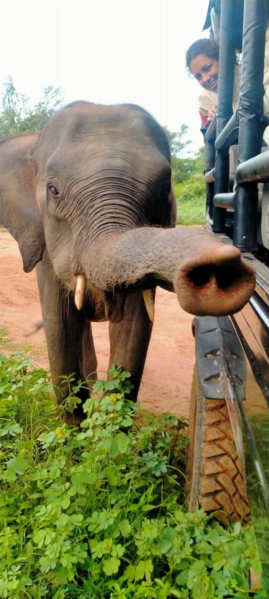 Share Safari House Udawalawe Panzió Kültér fotó