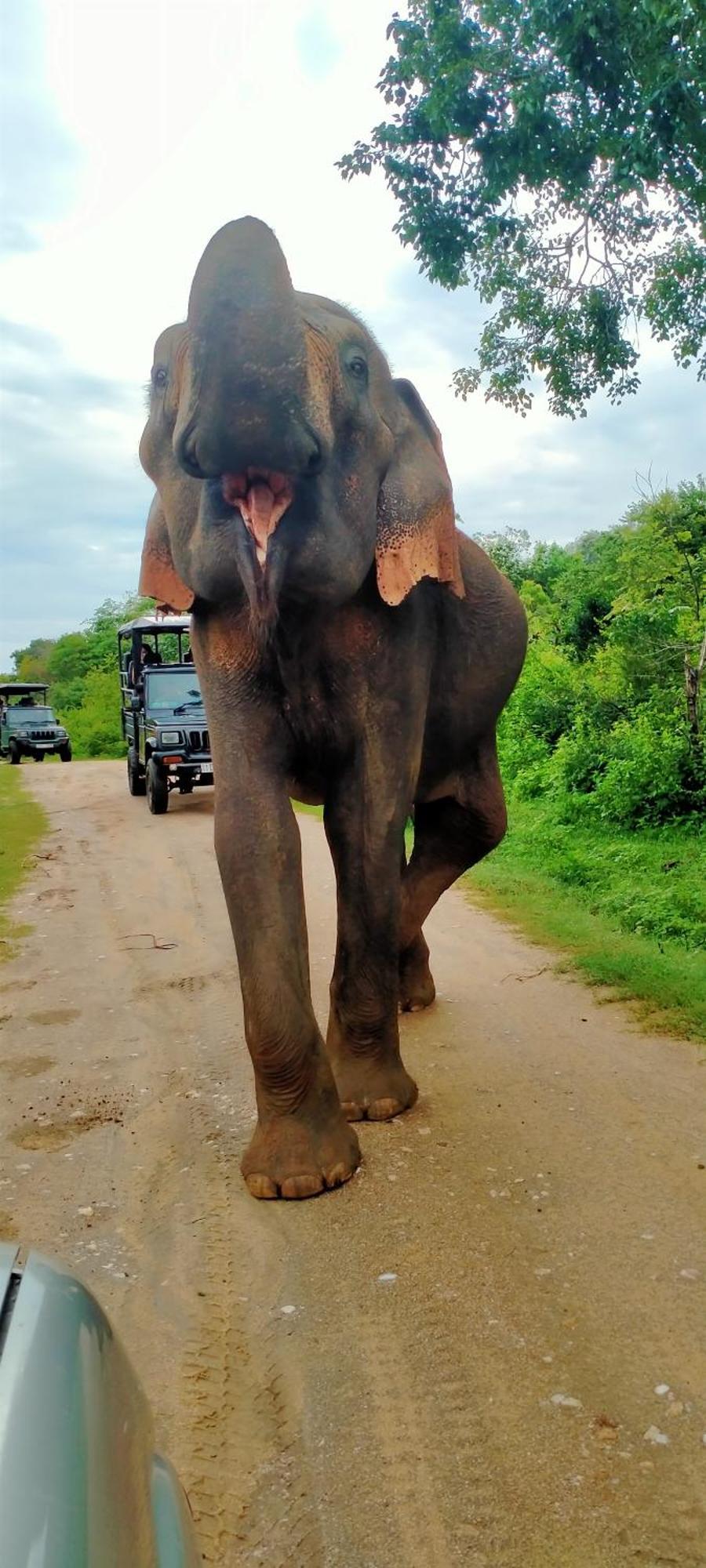 Share Safari House Udawalawe Panzió Kültér fotó