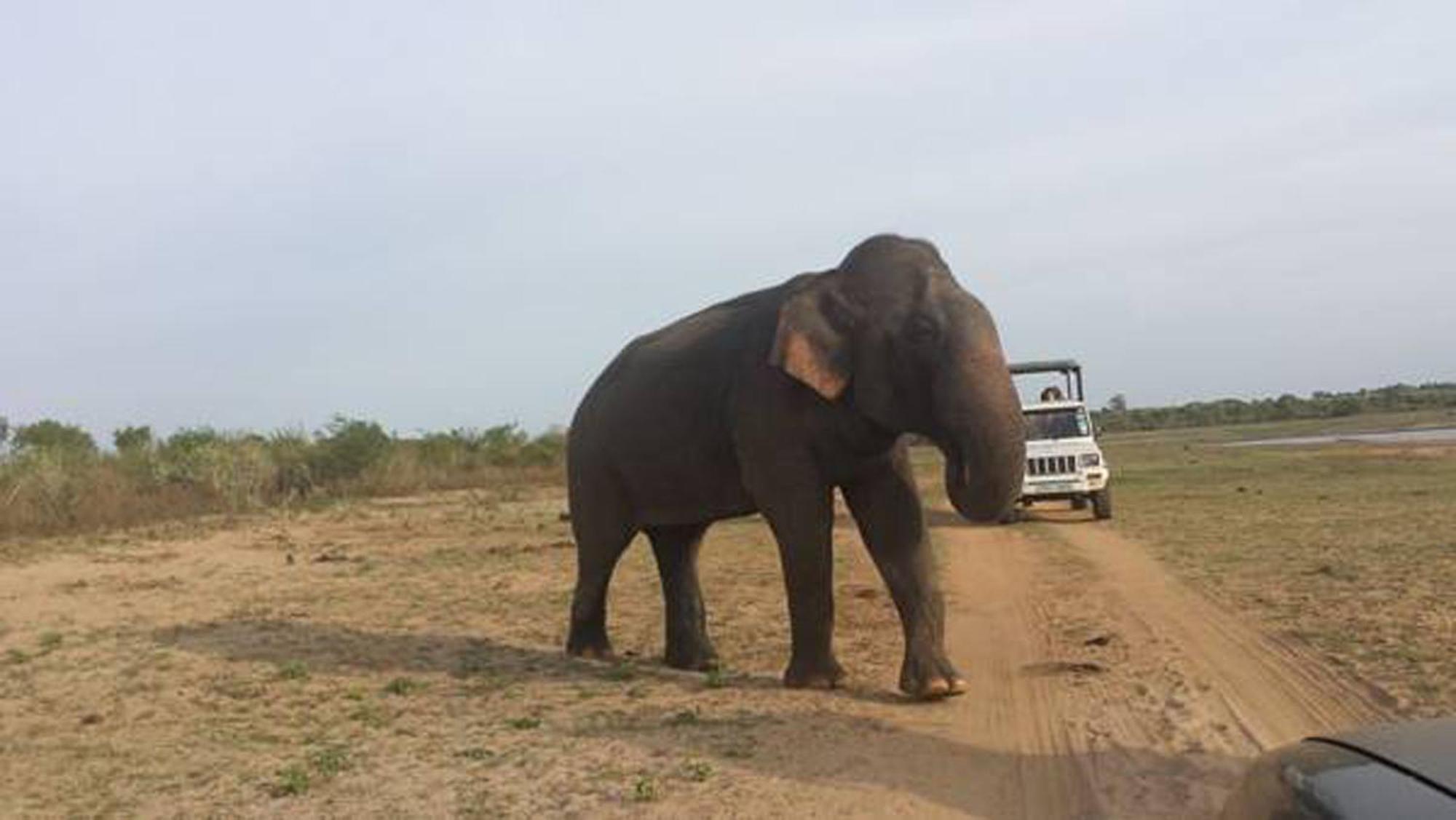 Share Safari House Udawalawe Panzió Kültér fotó