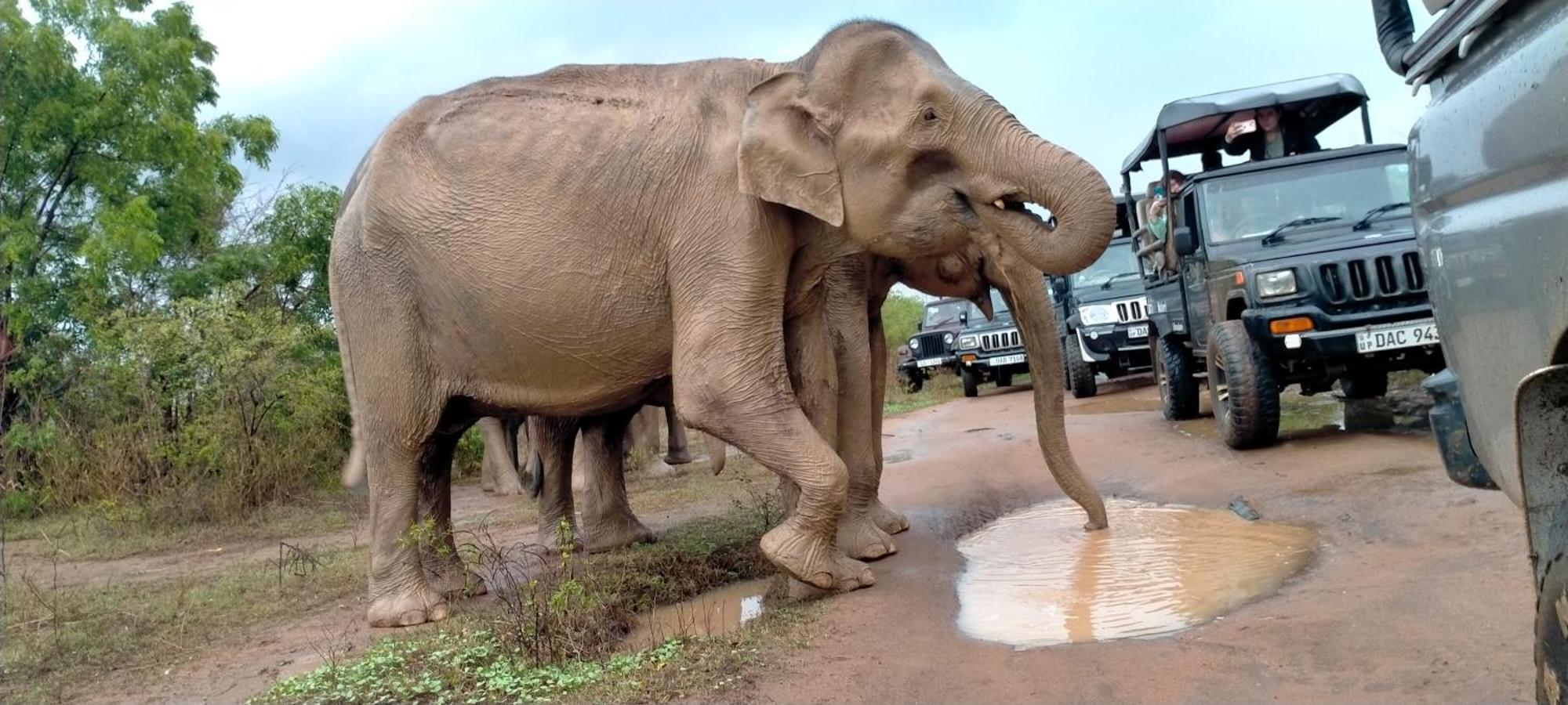 Share Safari House Udawalawe Panzió Kültér fotó