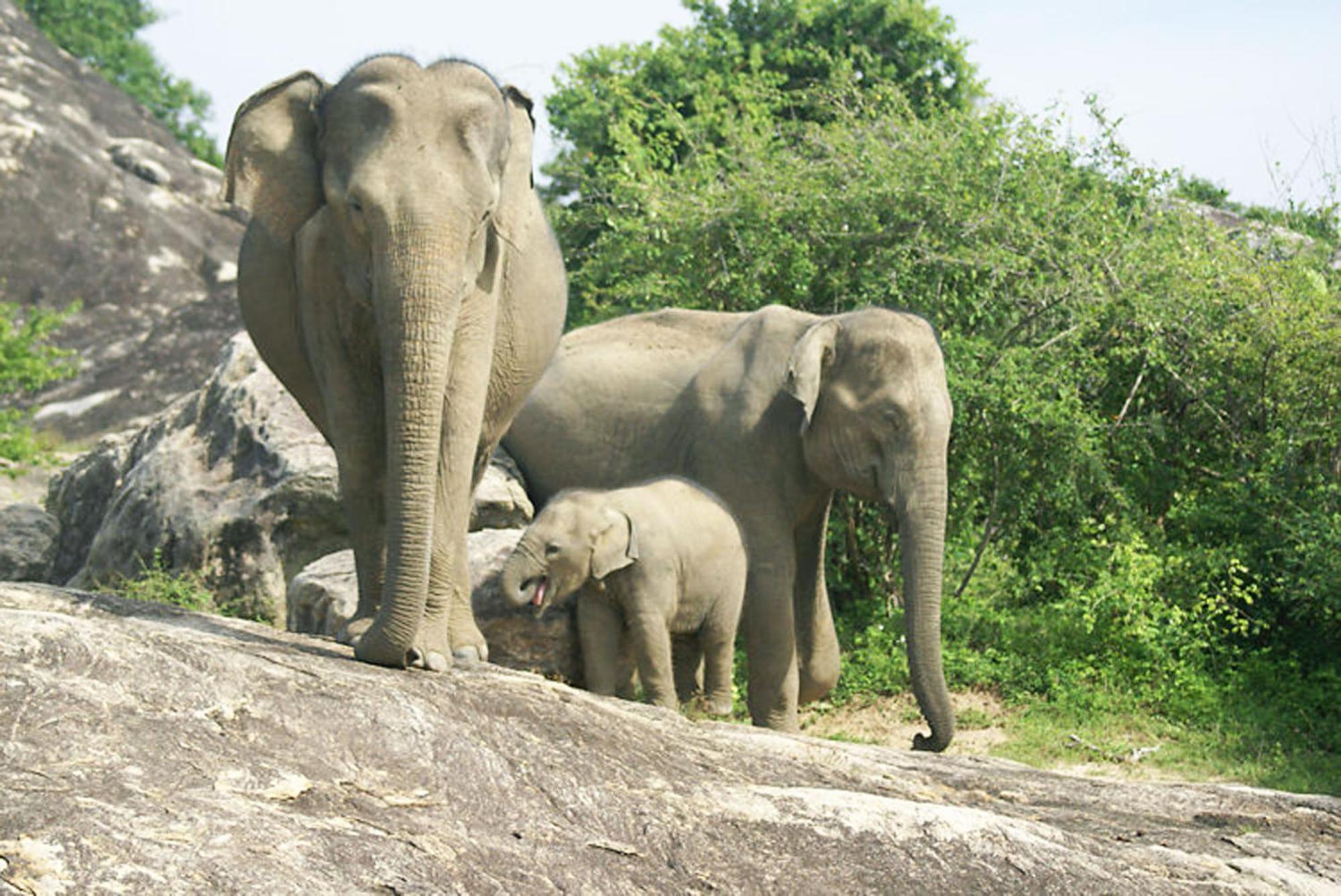 Share Safari House Udawalawe Panzió Kültér fotó